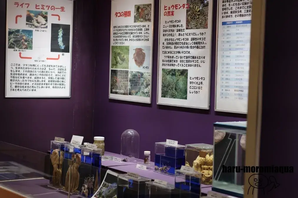 観音崎自然博物館　展示
