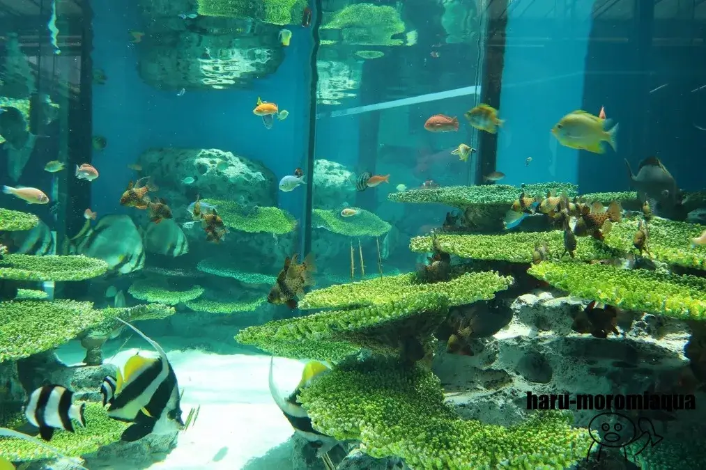 なかがわ水遊園　あこがれの海