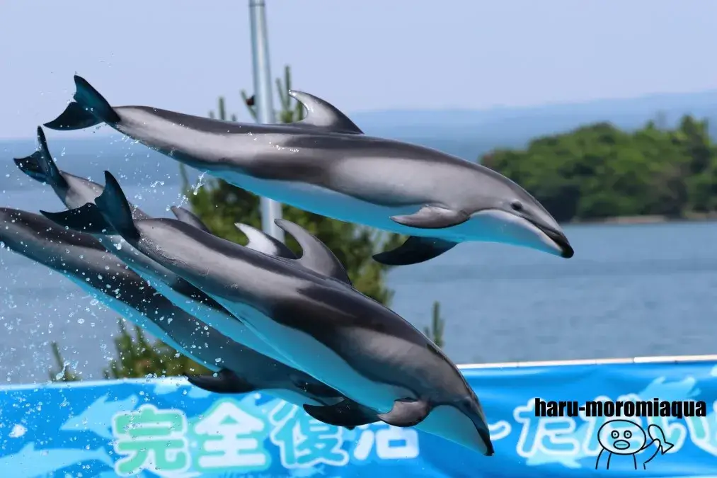 のとじま水族館 カマイルカ