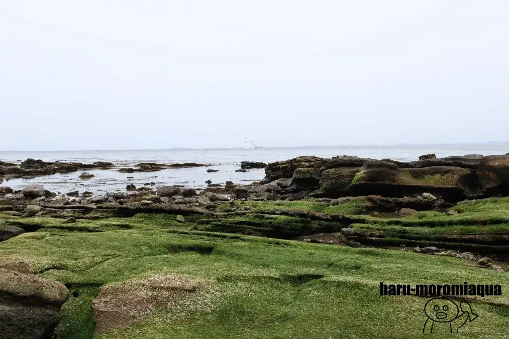 観音崎自然博物館　磯