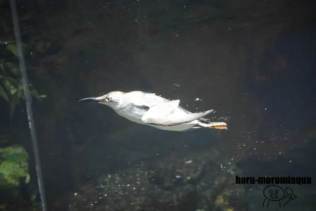 葛西臨海水族園　ウミガラス