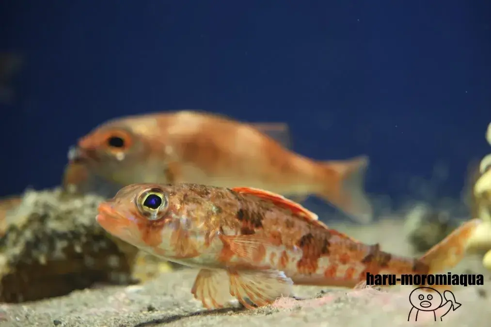 マリンピア日本海 魚