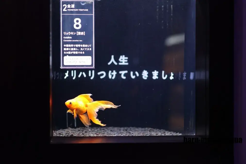 フォーチュンアクアリウム　キンギョ