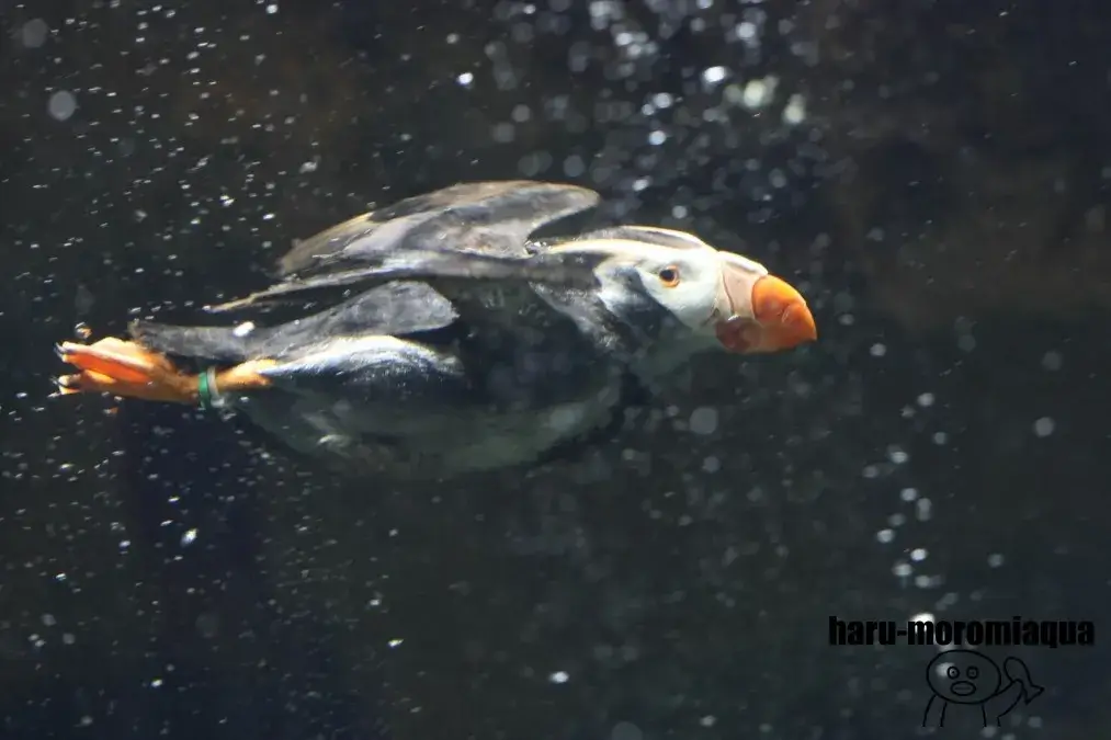 葛西臨海水族園　エトピリカ