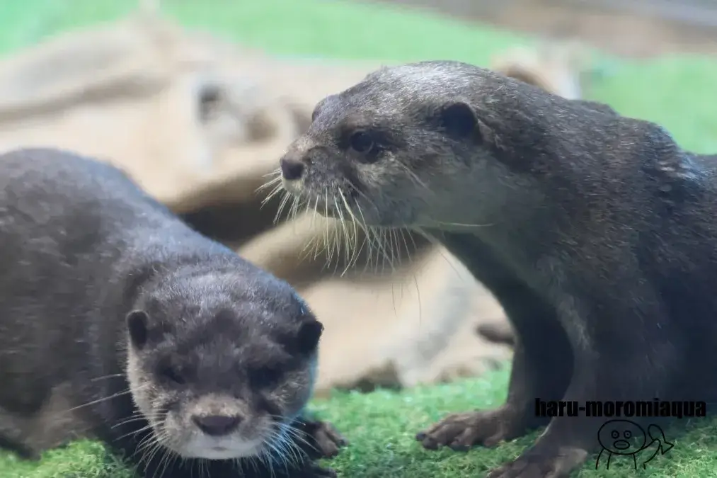 のとじま水族館 カワウソ