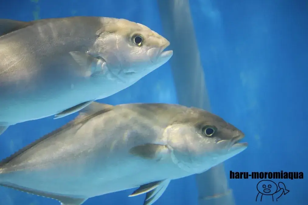 小笠原水産センター　魚