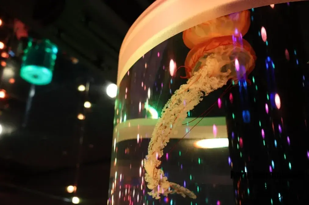 アクアパーク品川　クラゲ