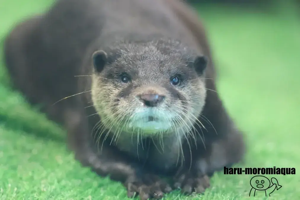 のとじま水族館 コツメカワウソ