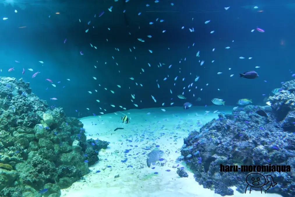 葛西臨海水族園　水槽