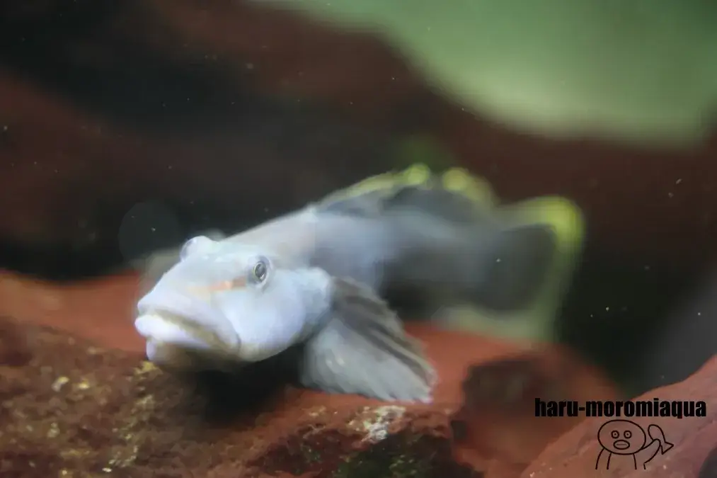 小笠原水産センター　オガサワラヨシノボリ