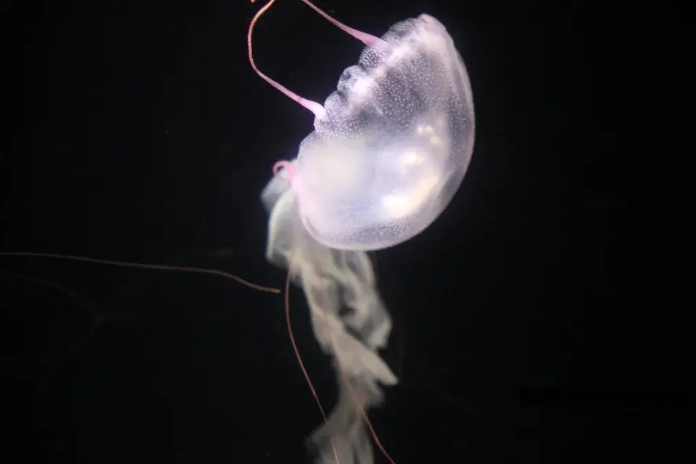 のとじま水族館 クラゲ