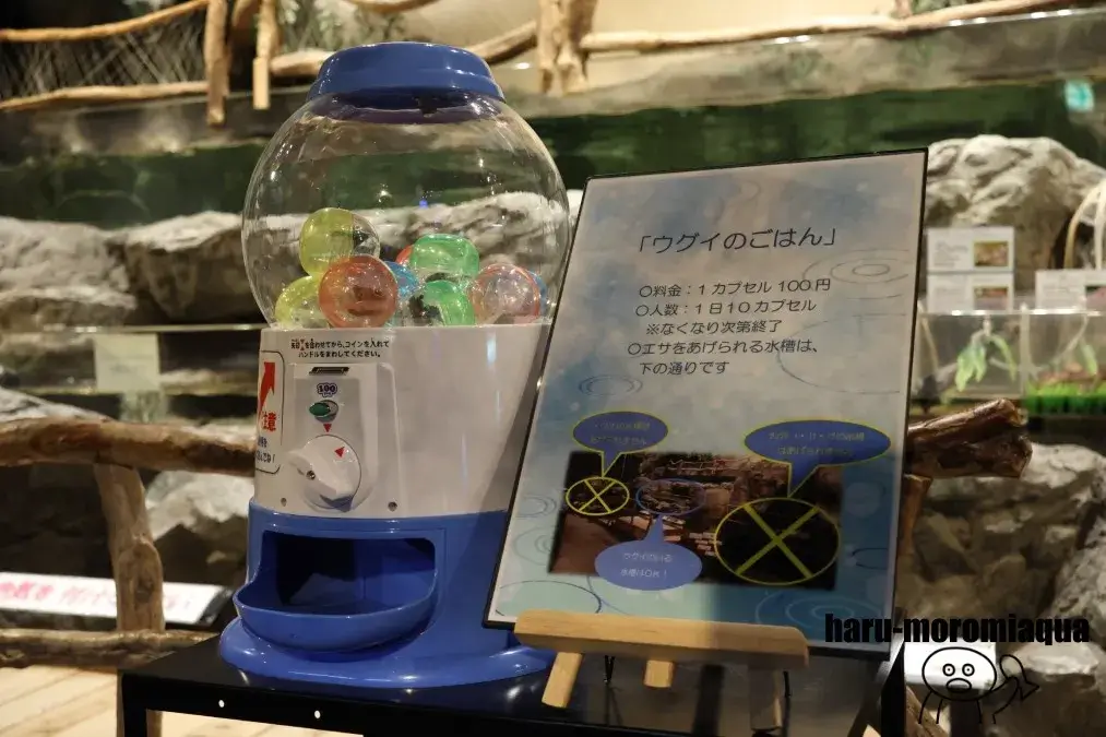 みなかみ水紀行館　エサやり体験