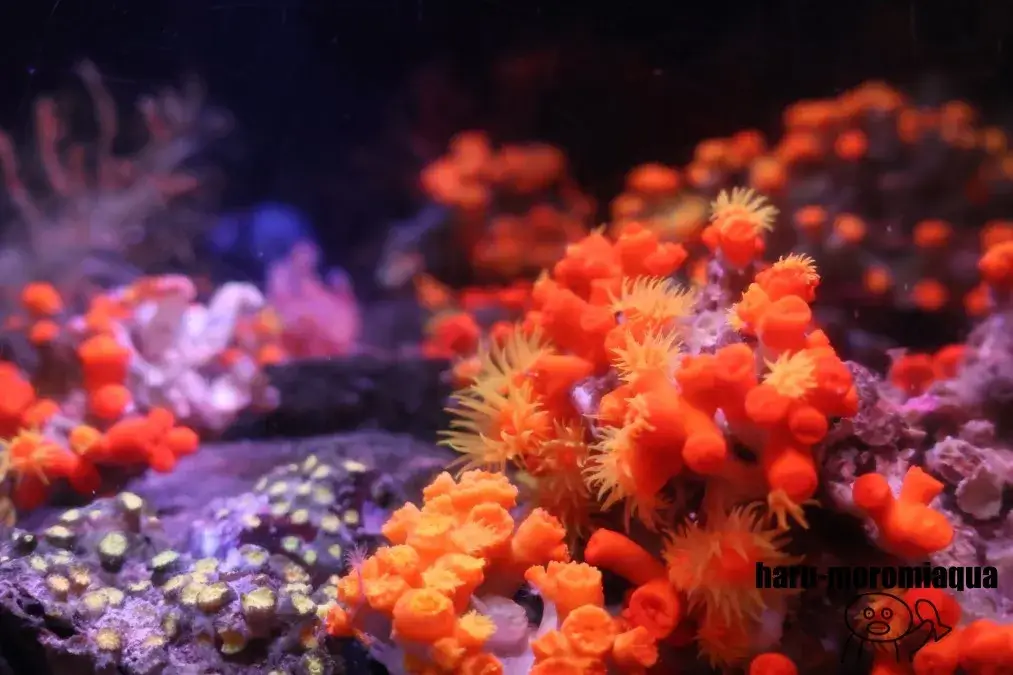 のとじま水族館 イソギンチャク