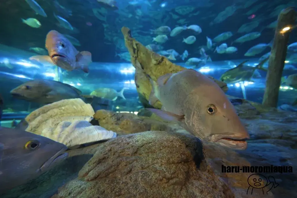 しながわ水族館　魚