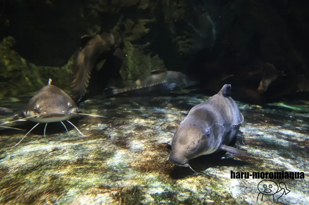 しながわ水族館