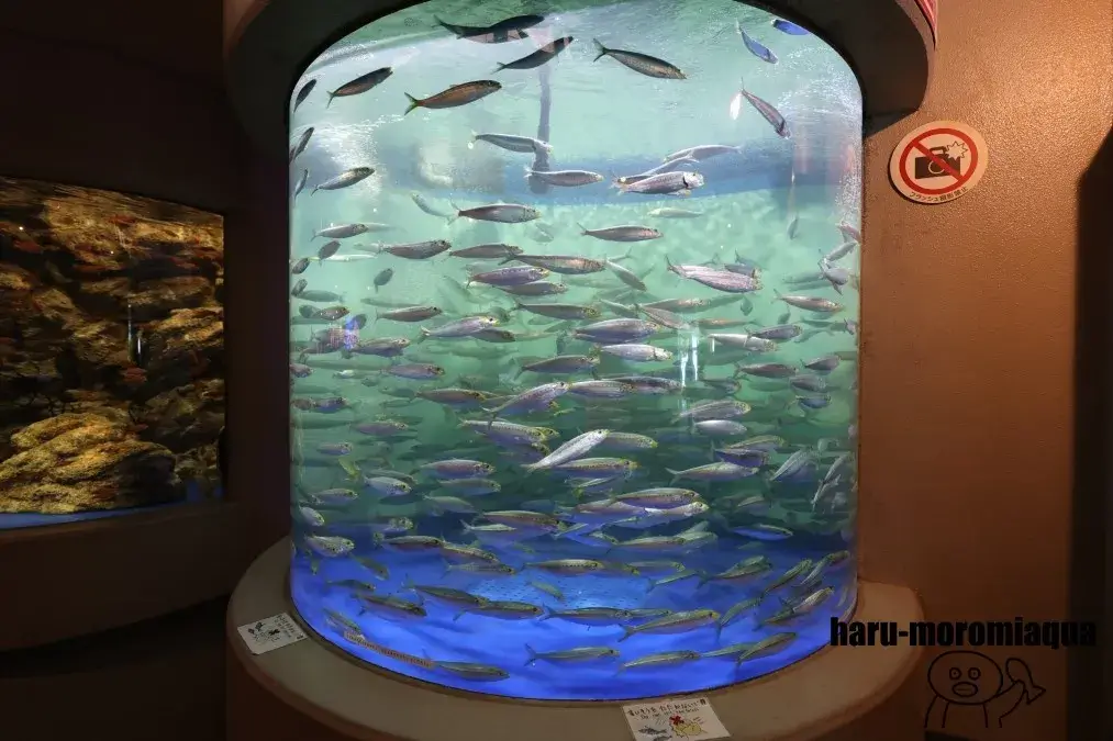 しながわ水族館　イワシ