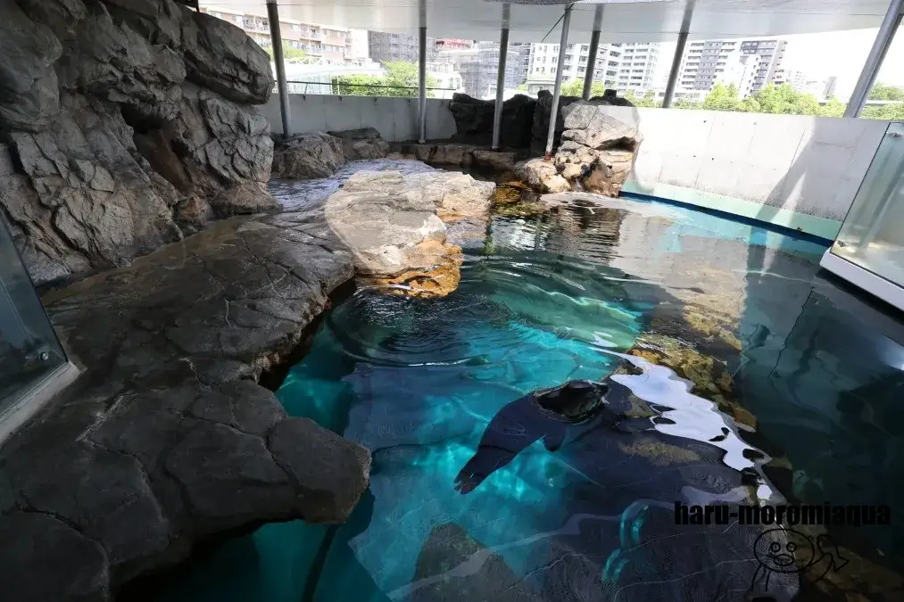 しながわ水族館　アザラシショー