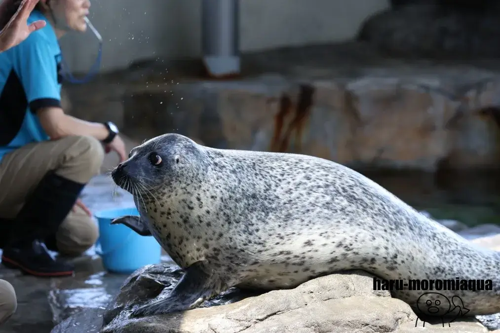 しながわ水族館　アザラシショー