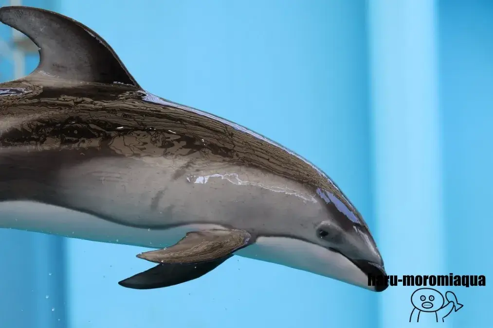 八景島シーパラダイス　カマイルカ