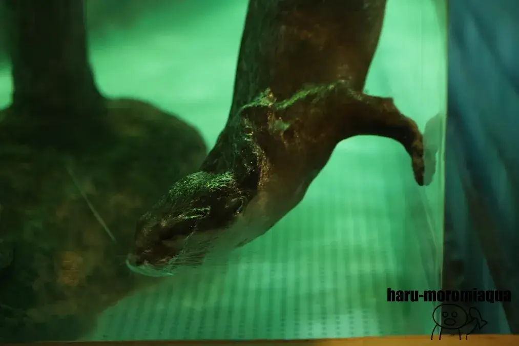 しながわ水族館　コツメカワウソ