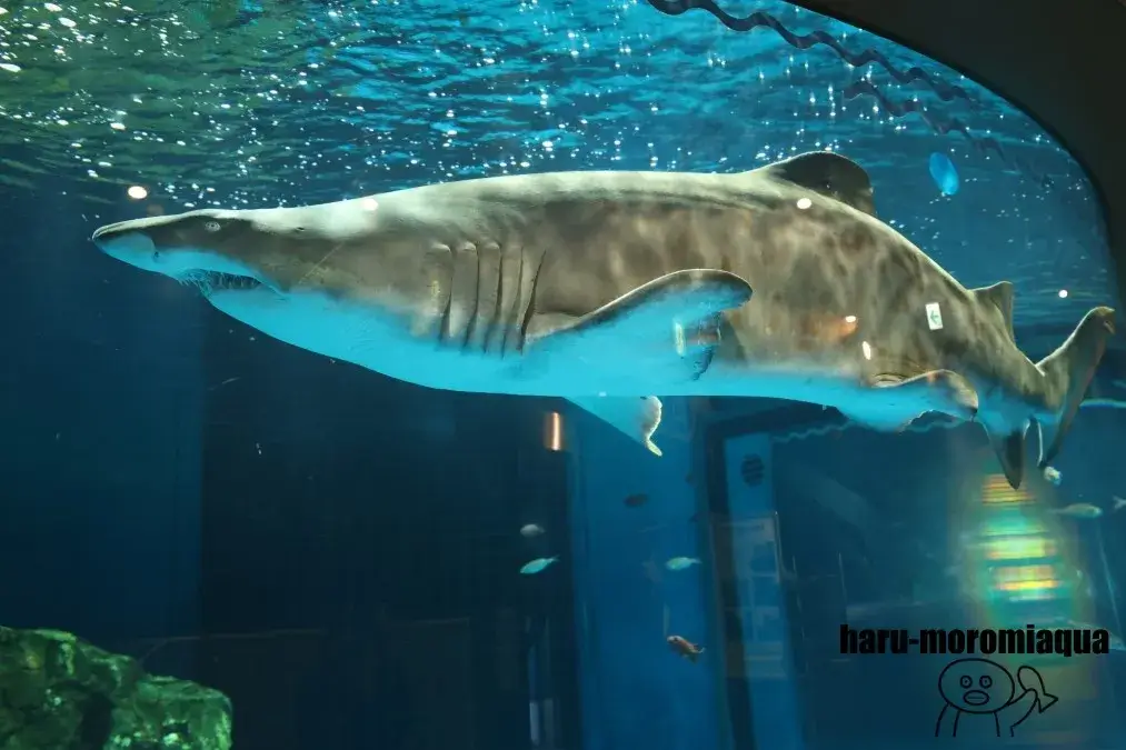 しながわ水族館　シロワニ