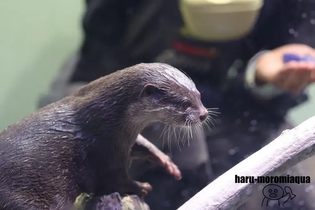 アクアパーク品川　コツメカワウソ