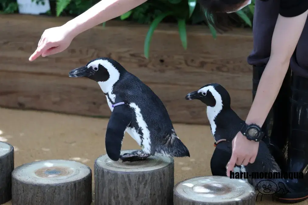 アクアパーク品川　ペンギンパフォーマンス