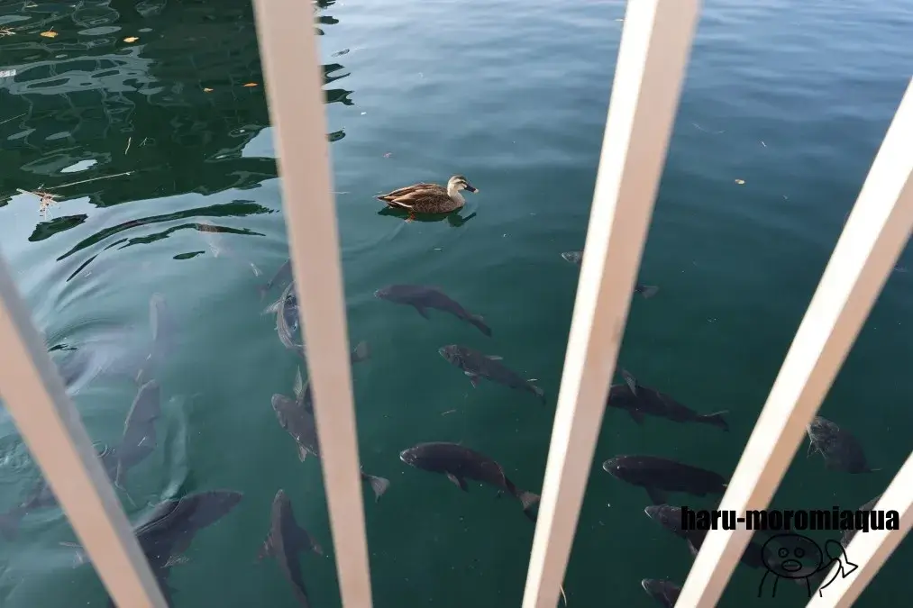 八景島シーパラダイス　うみファーム