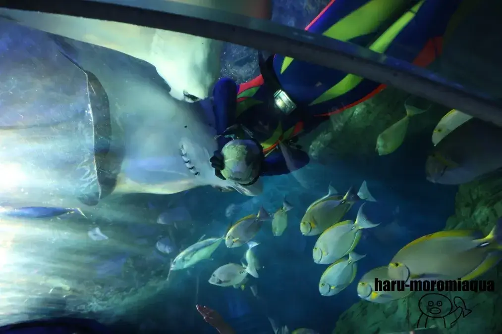 しながわ水族館　ダイバー