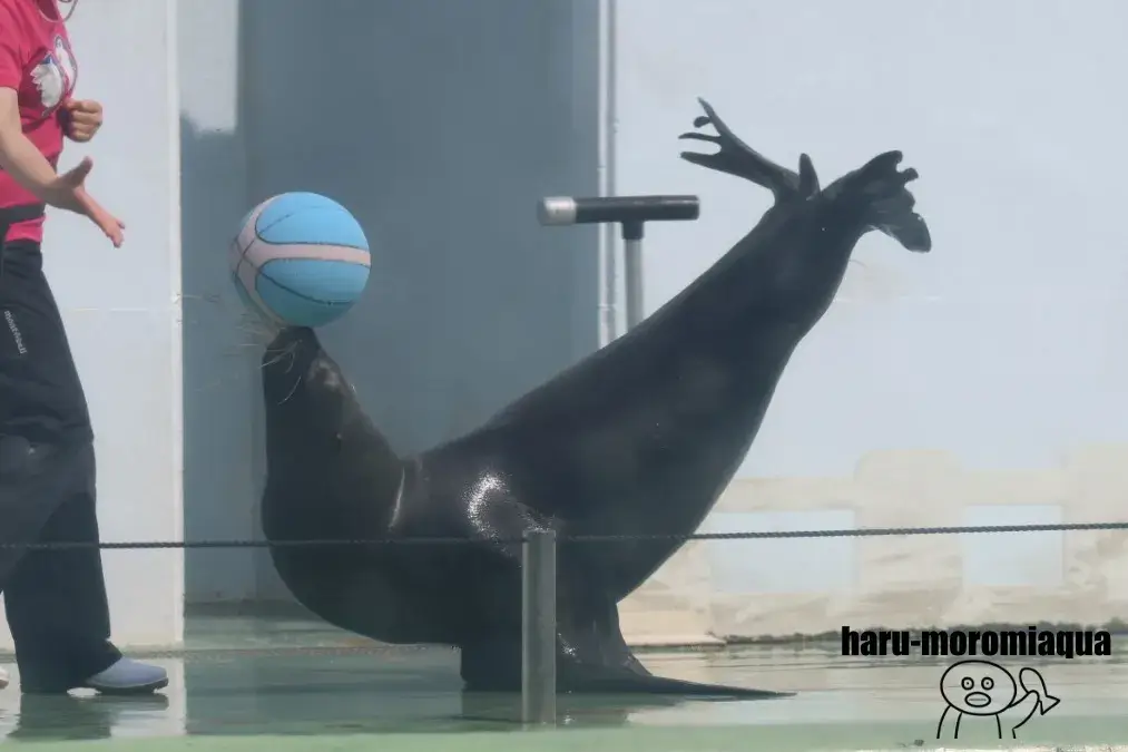 しながわ水族館　アシカ