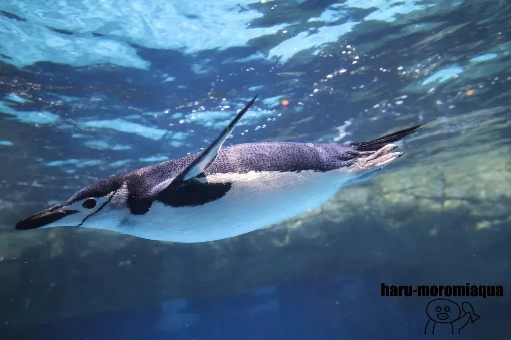 八景島シーパラダイス　ヒゲペンギン