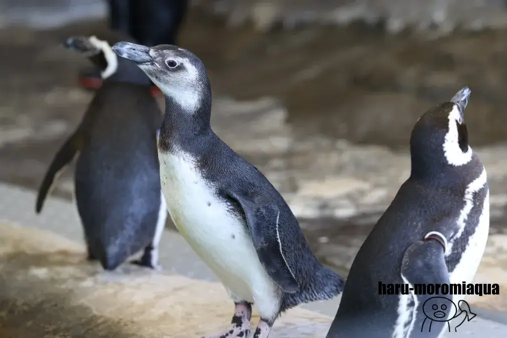 しながわ水族館　マゼランペンギン