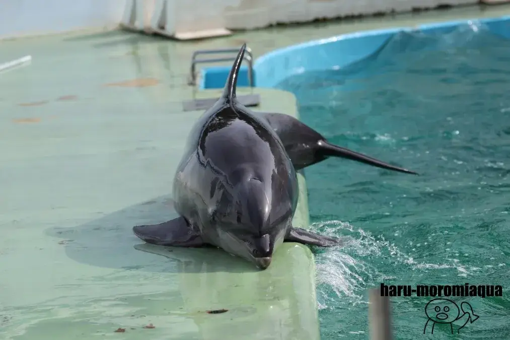 しながわ水族館　イルカショー
