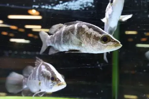 イヨボヤ会館 魚