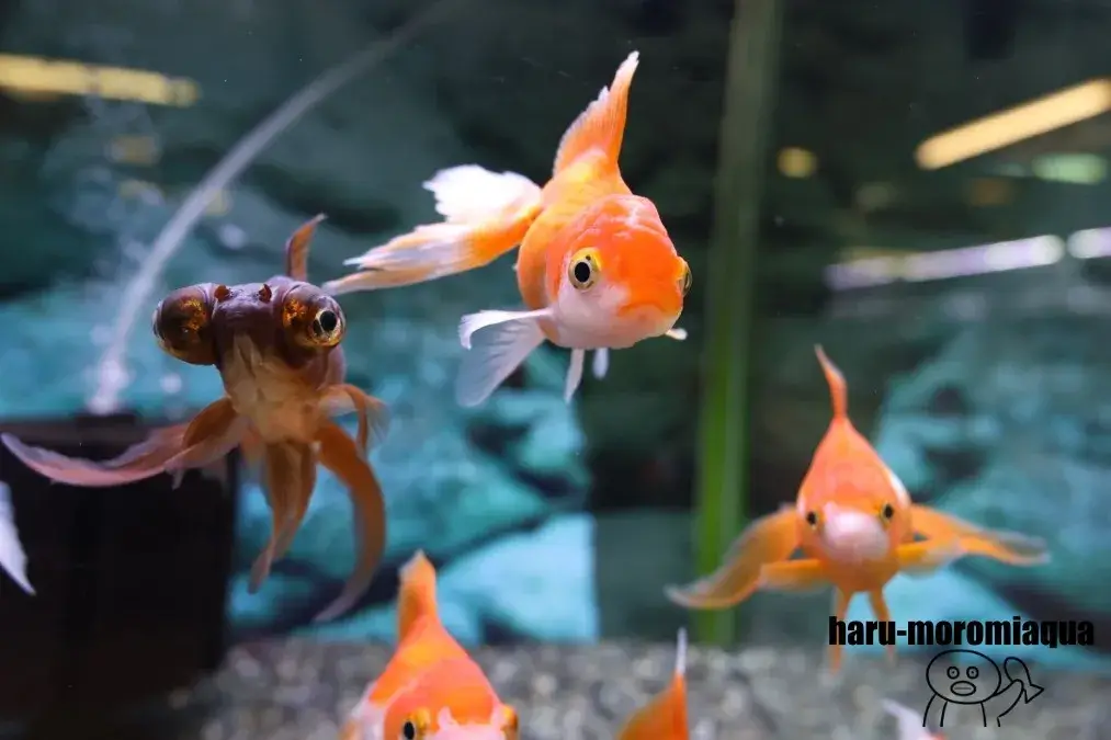 イヨボヤ会館 キンギョ