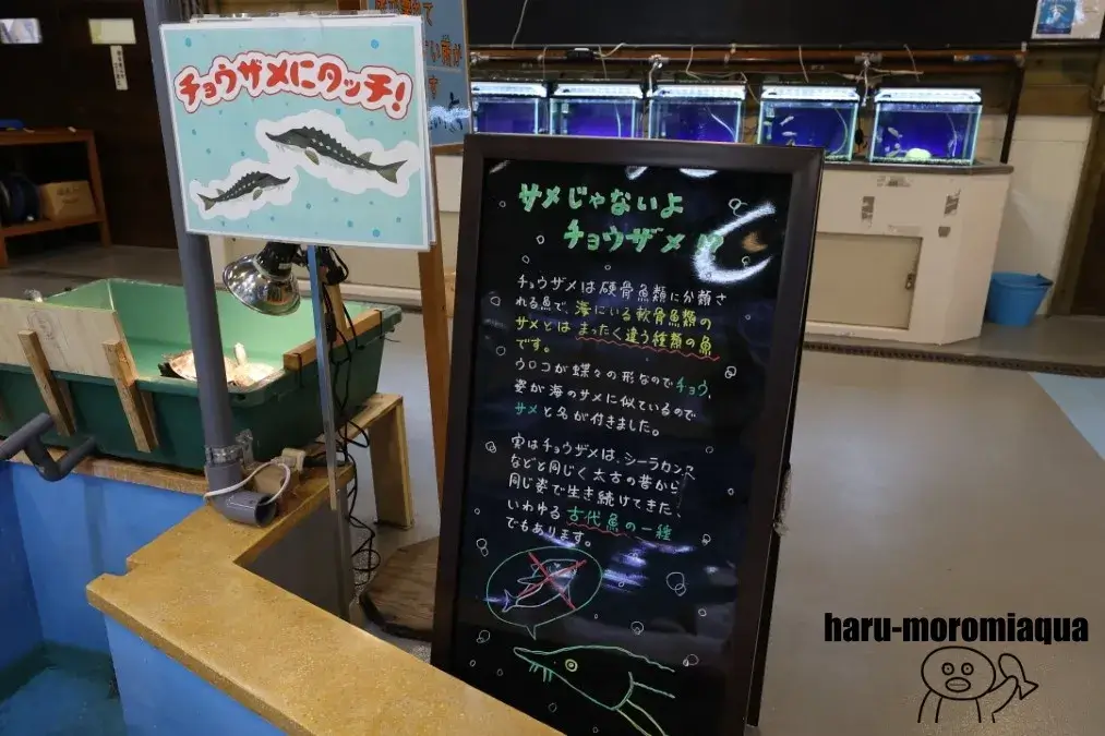 イヨボヤ会館 チョウザメタッチ