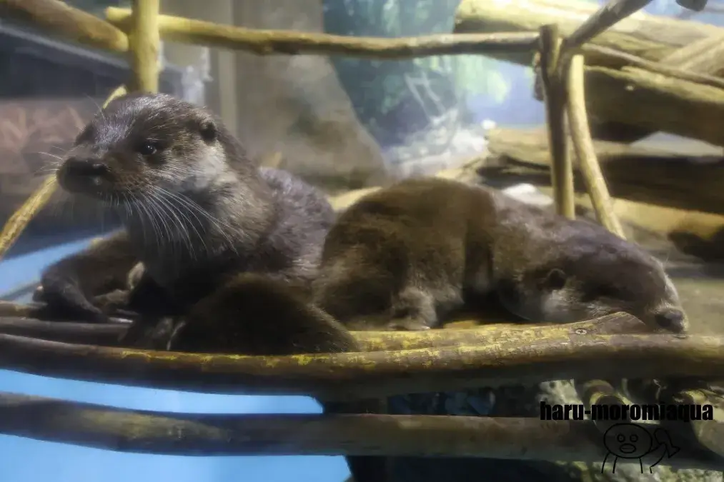 マリンピア日本海 カワウソ