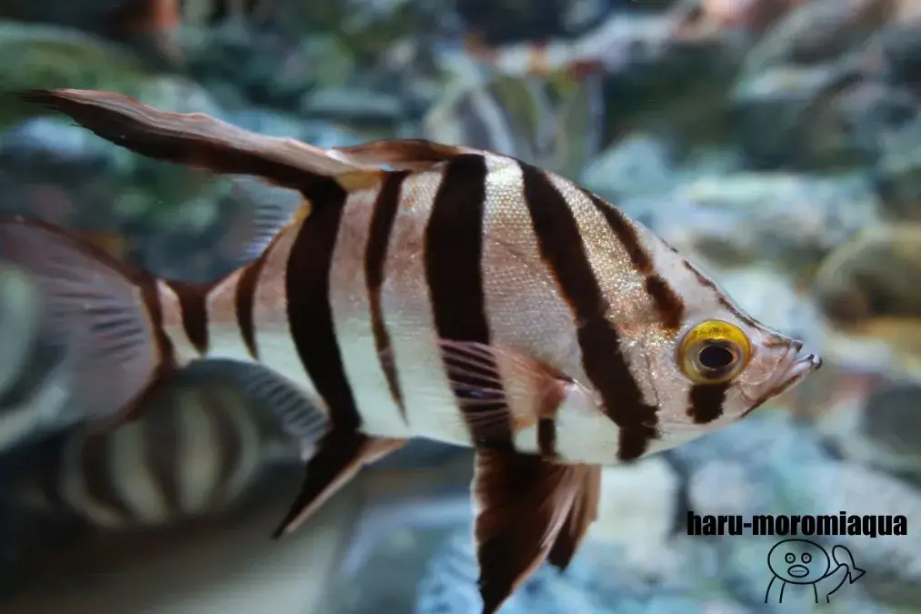 しながわ水族館　魚