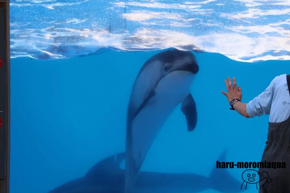 マリンピア日本海 イルカ
