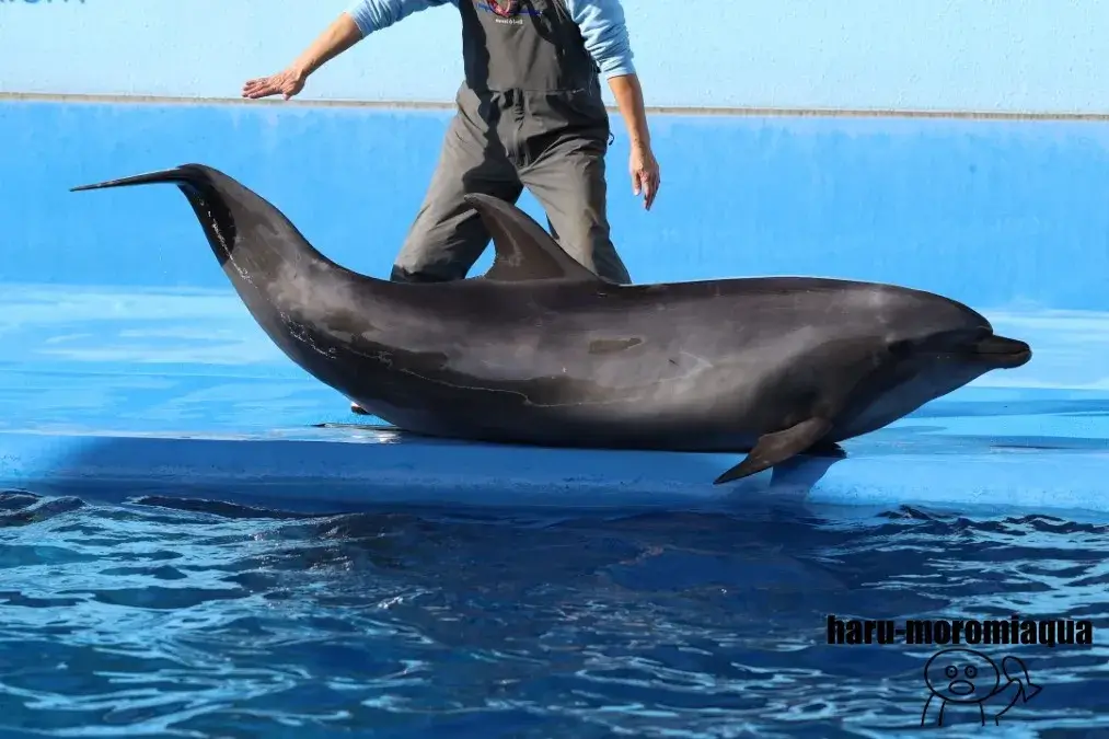 マリンピア日本海 イルカ