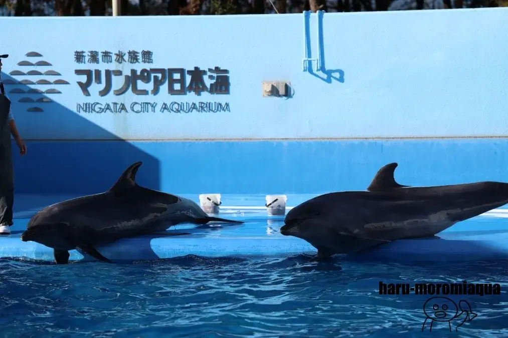 マリンピア日本海 イルカショー