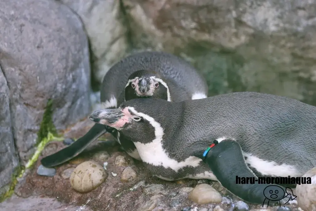 マリンピア日本海 フンボルトペンギン