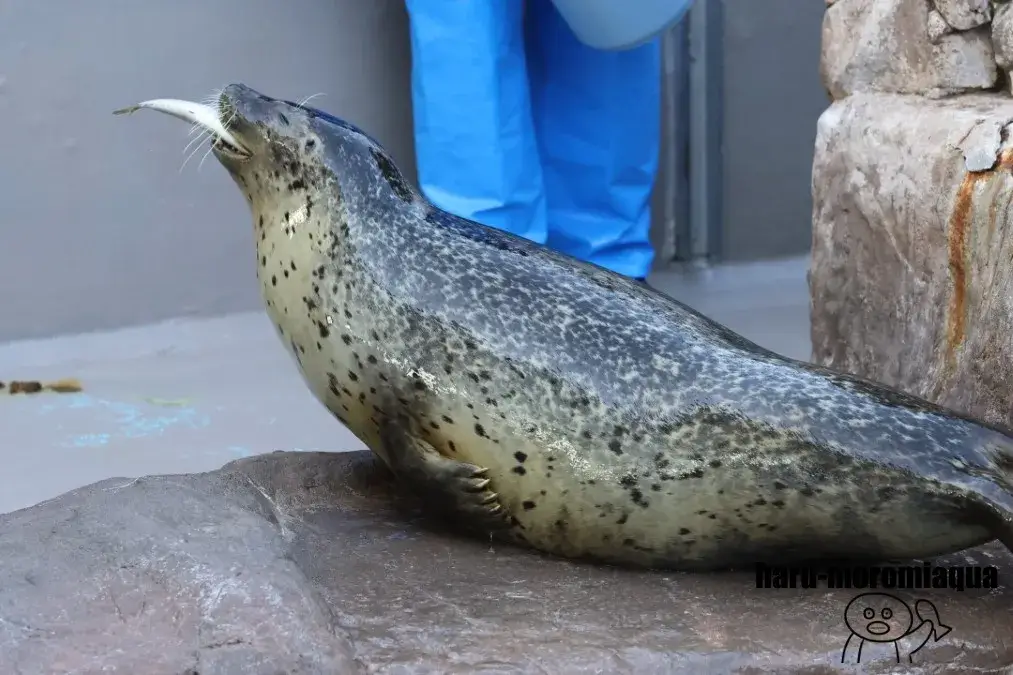 マリンピア日本海 ゴマフアザラシ