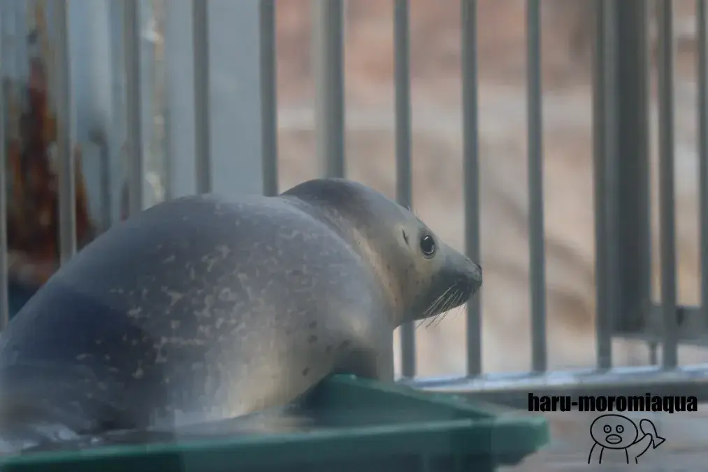 マリンピア日本海 アザラシ赤ちゃん