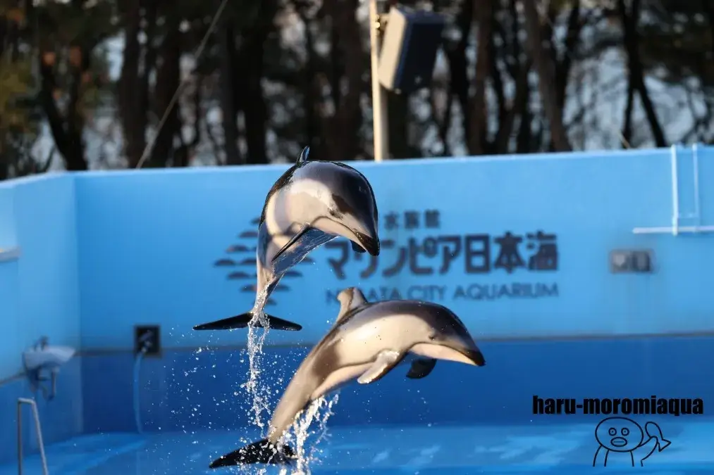 マリンピア日本海 カマイルカ