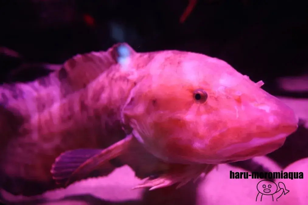 うみがたり 魚