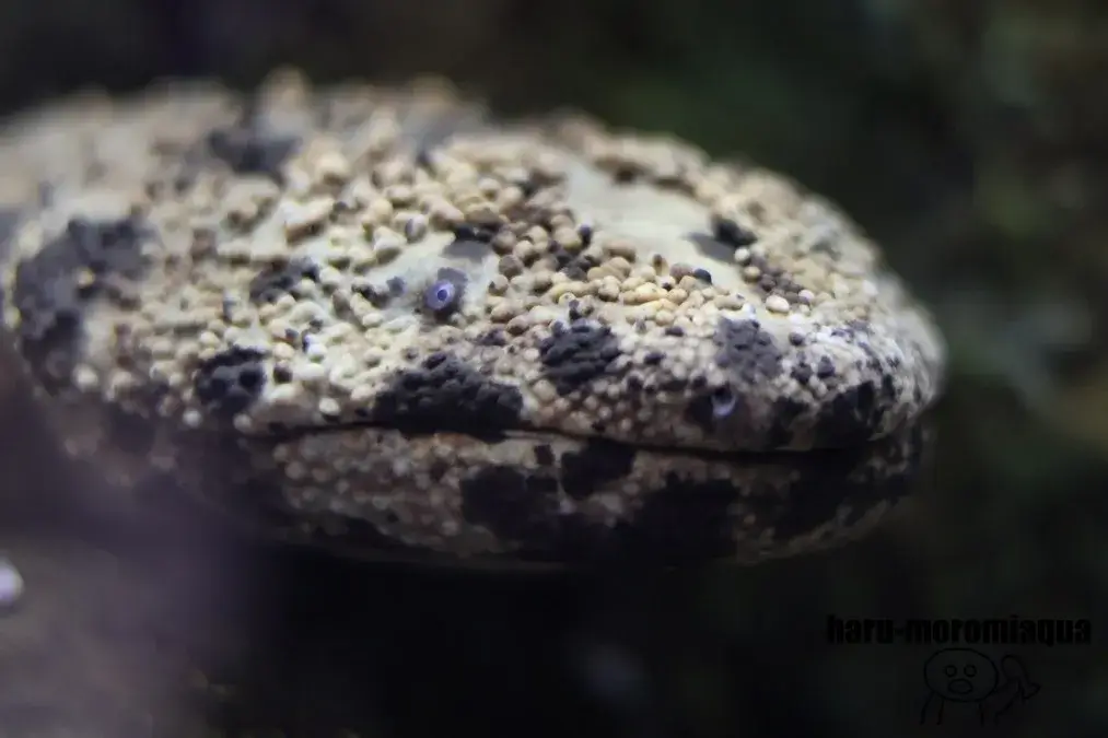 相模川ふれあい科学館　オオサンショウウオ