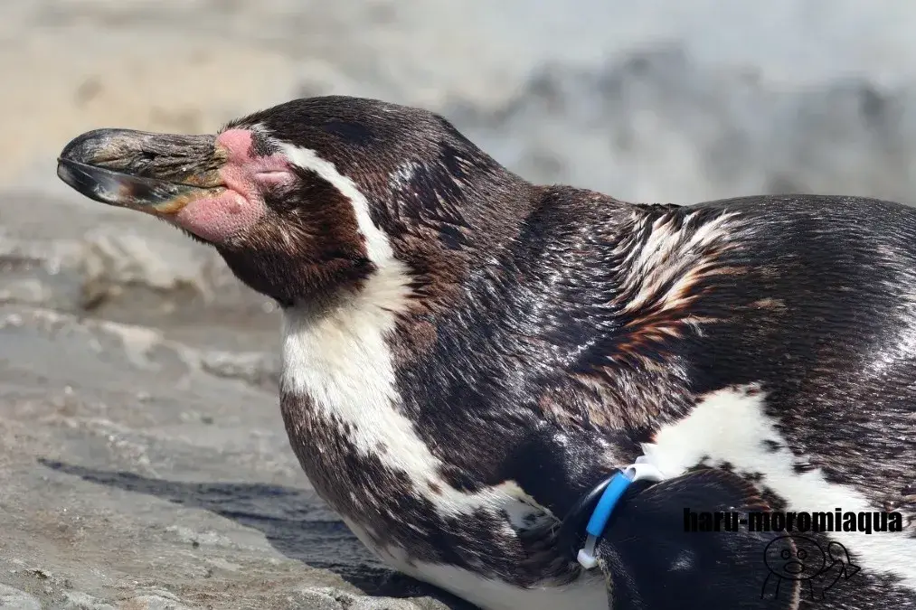 鴨川シーワールド　フンボルトペンギン