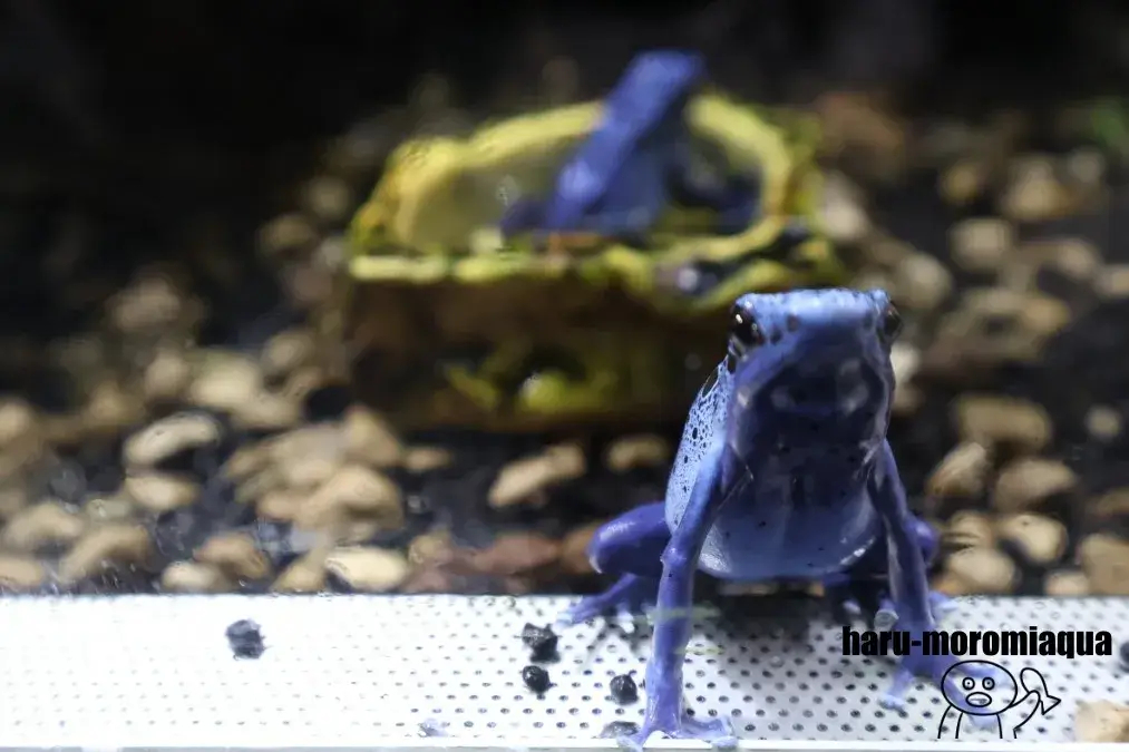 カワスイ　ヤドクガエル