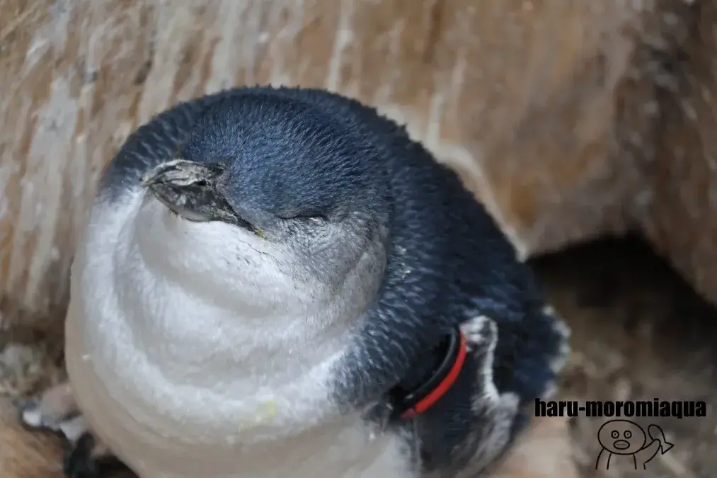 葛西臨海水族園　フェアリーペンギン